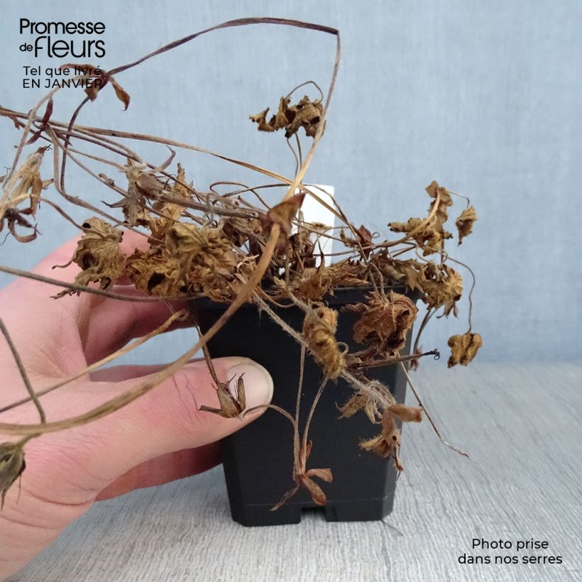 Exemplar von Storchschnabel Pink Penny - Geranium Kleine Töpfe von 8/9 cm wie im Winter geliefert