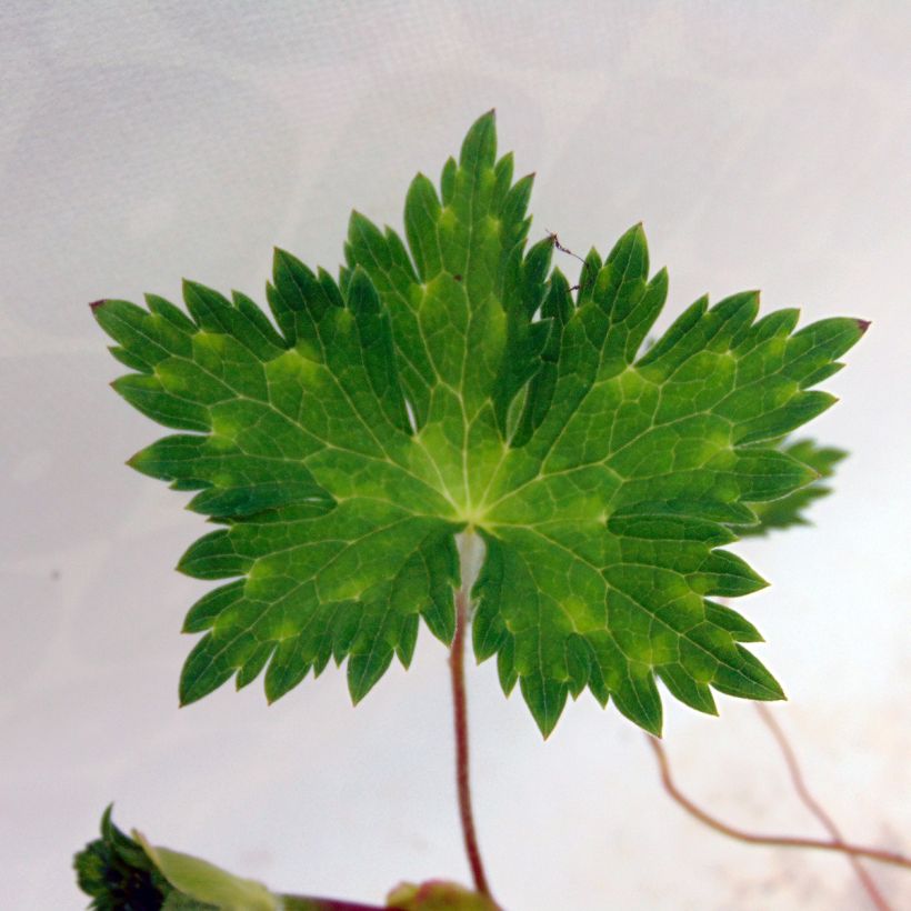Storchschnabel Rise and Shine - Geranium (Foliage)