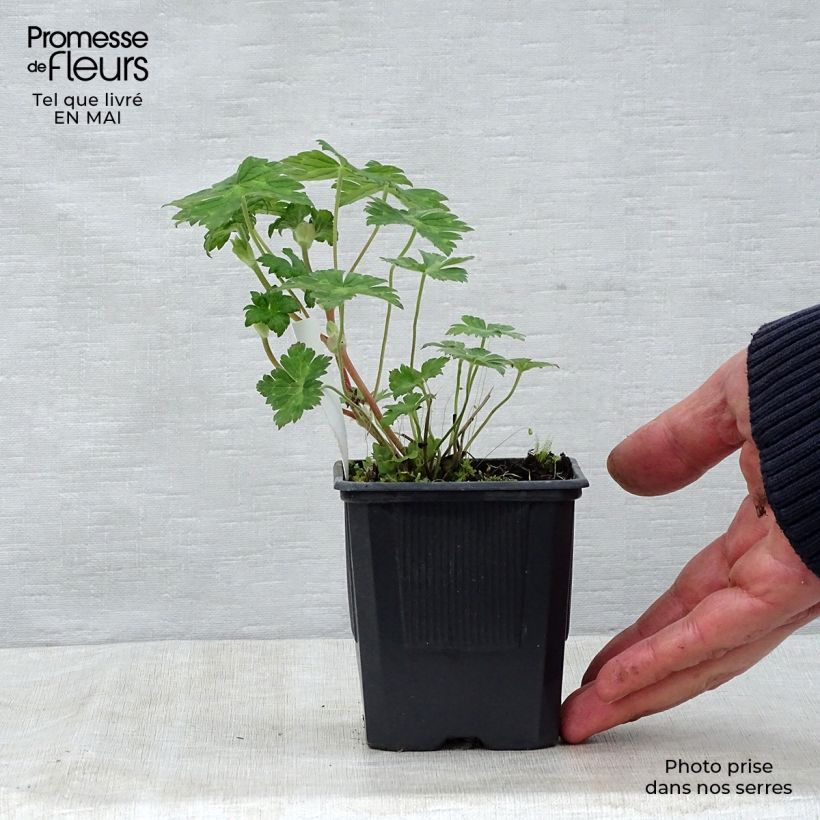 Exemplar von Storchschnabel Rise and Shine - Geranium Kleine Töpfe von 8/9 cm wie im Frühjahr geliefert