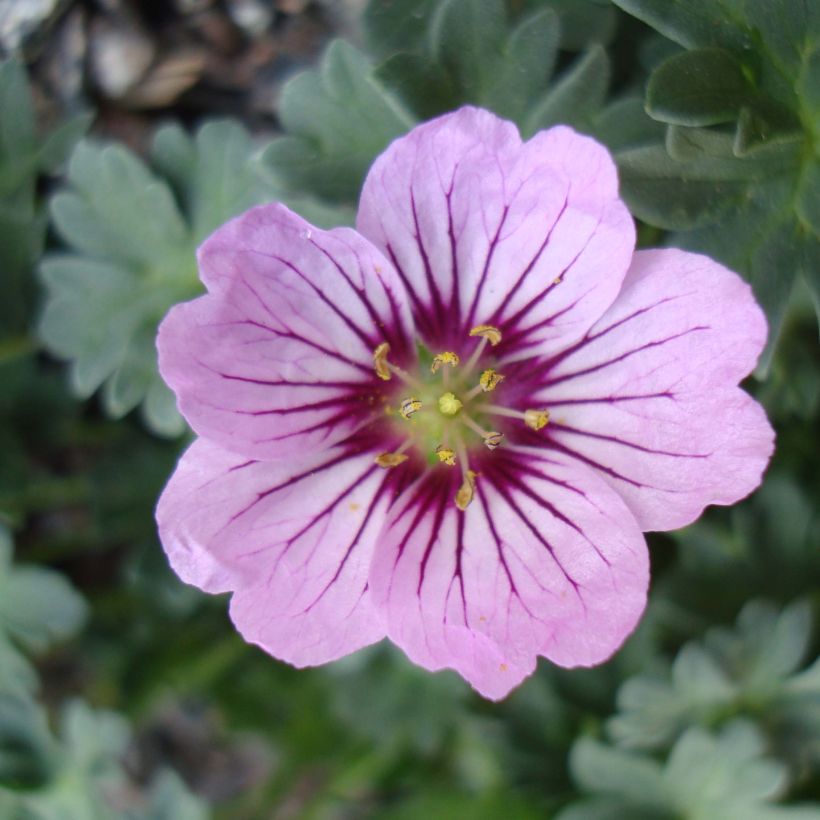 Geranium cinereum Rothbury Gem - Aschgrauer Storchschnabel (Flowering)