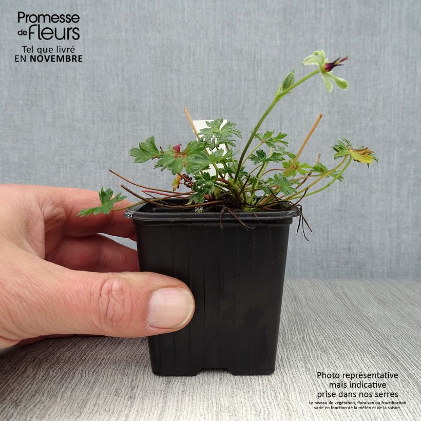 Example of Geranium cinereum Rothbury Gem - Aschgrauer Storchschnabel Kleine Töpfe von 8/9 cm as you get in automne