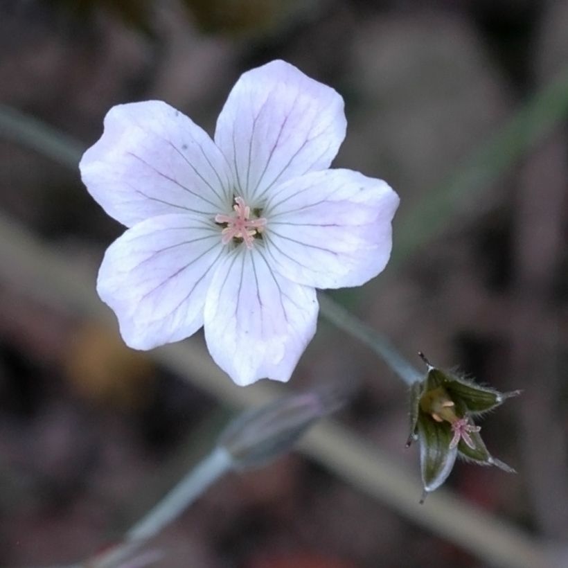 Storchschnabel Rothbury Red - Geranium (Flowering)