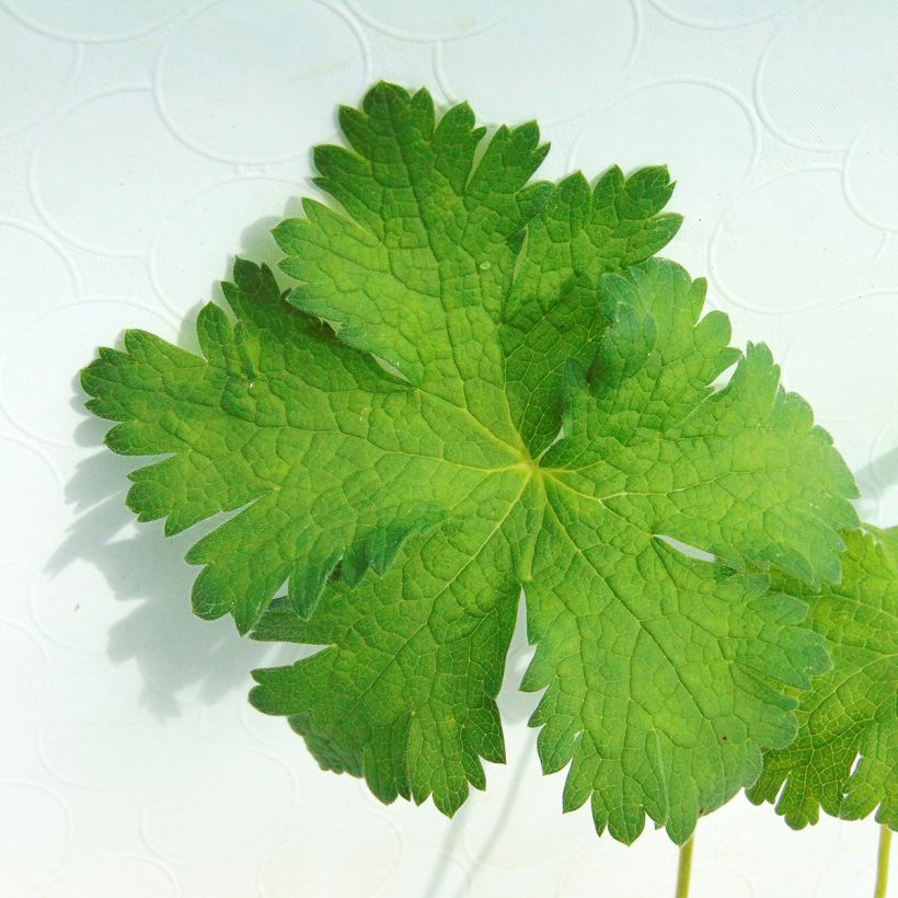 Storchschnabel Sabani Blue - Geranium (Foliage)