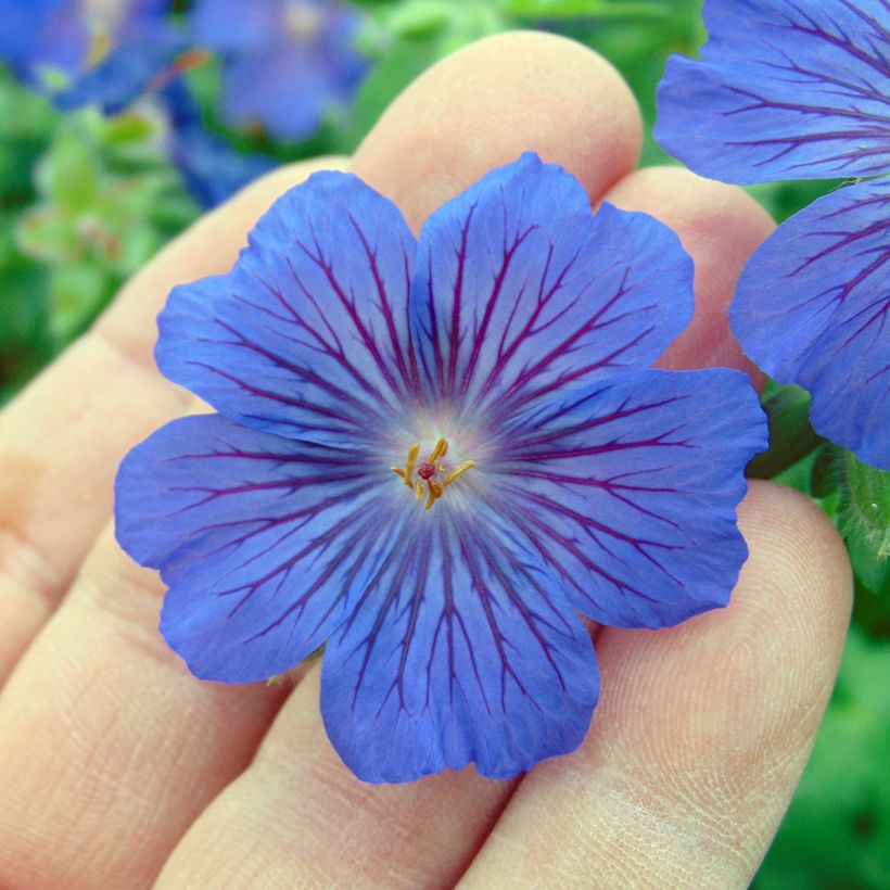 Storchschnabel Sabani Blue - Geranium (Flowering)
