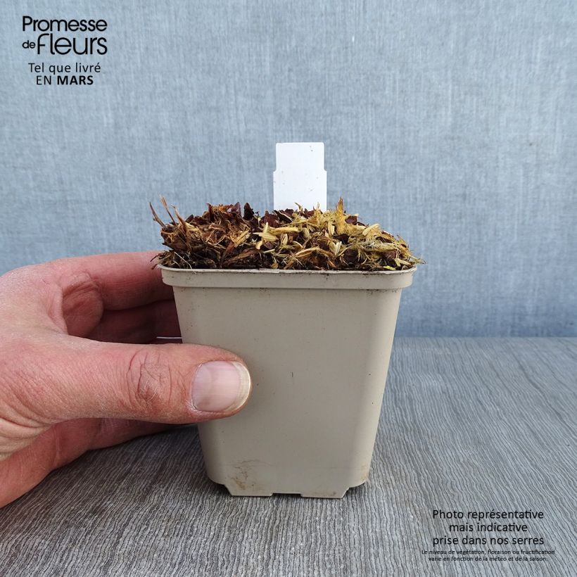 Exemplar von Storchschnabel Sabani Blue - Geranium Kleine Töpfe von 8/9 cm wie im Winter geliefert