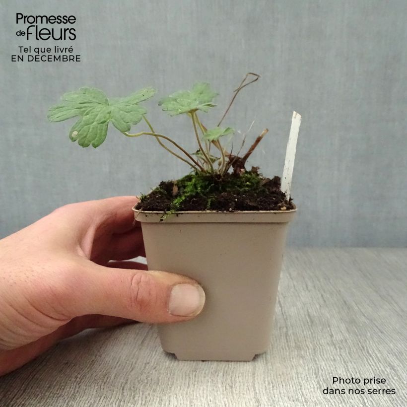 Exemplar von Storchschnabel Salomé - Geranium Kleine Töpfe von 8/9 cm wie im Winter geliefert