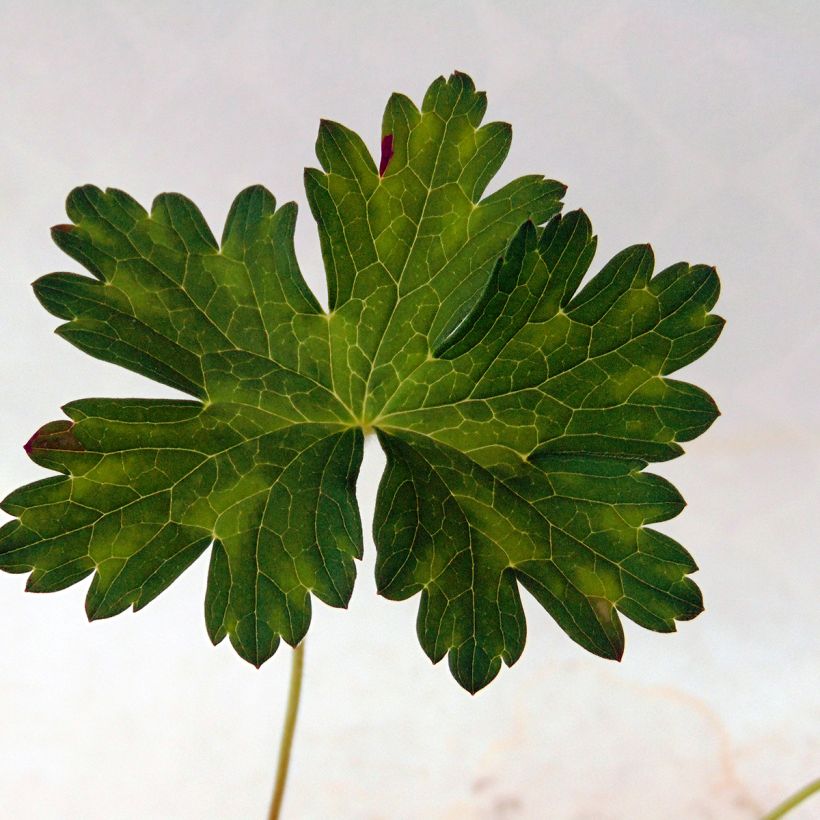 Storchschnabel Silvias Surprise - Geranium (Foliage)