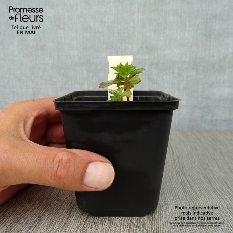 Exemplar von Storchschnabel Silvias Surprise - Geranium Kleine Töpfe von 8/9 cm wie im Frühjahr geliefert