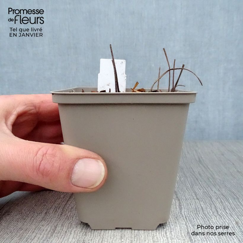 Exemplar von Storchschnabel Sirak - Geranium Kleine Töpfe von 8/9 cm wie im Winter geliefert