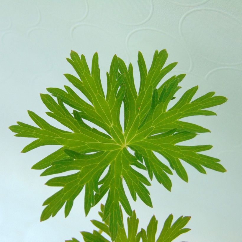 Geranium pratense Spinners - Wiesen-Storchschnabel (Foliage)