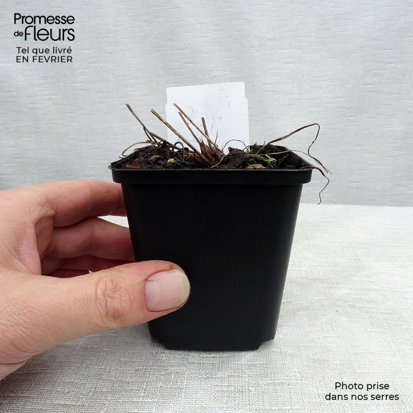 Exemplar von Geranium pratense Spinners - Wiesen-Storchschnabel Kleine Töpfe von 8/9 cm wie im Winter geliefert