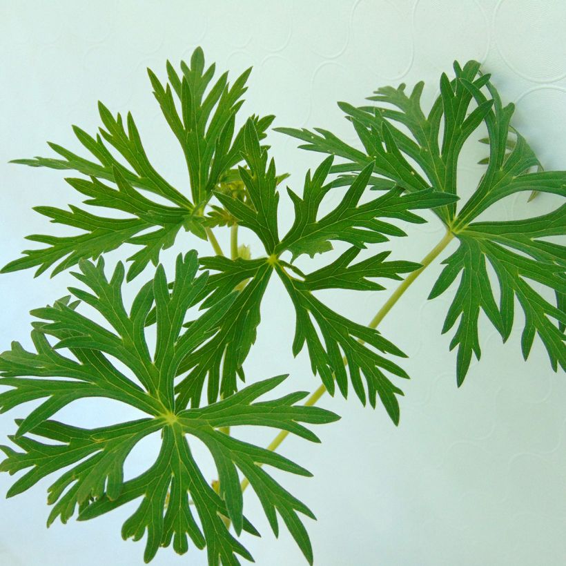 Geranium soboliferum Starman - Storchschnabel (Foliage)