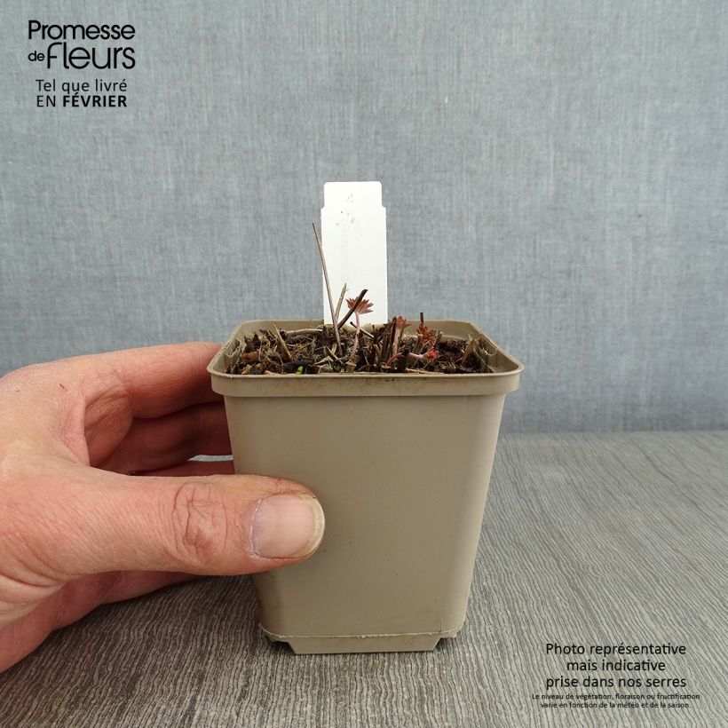 Exemplar von Geranium soboliferum Starman - Storchschnabel Kleine Töpfe von 8/9 cm wie im Winter geliefert