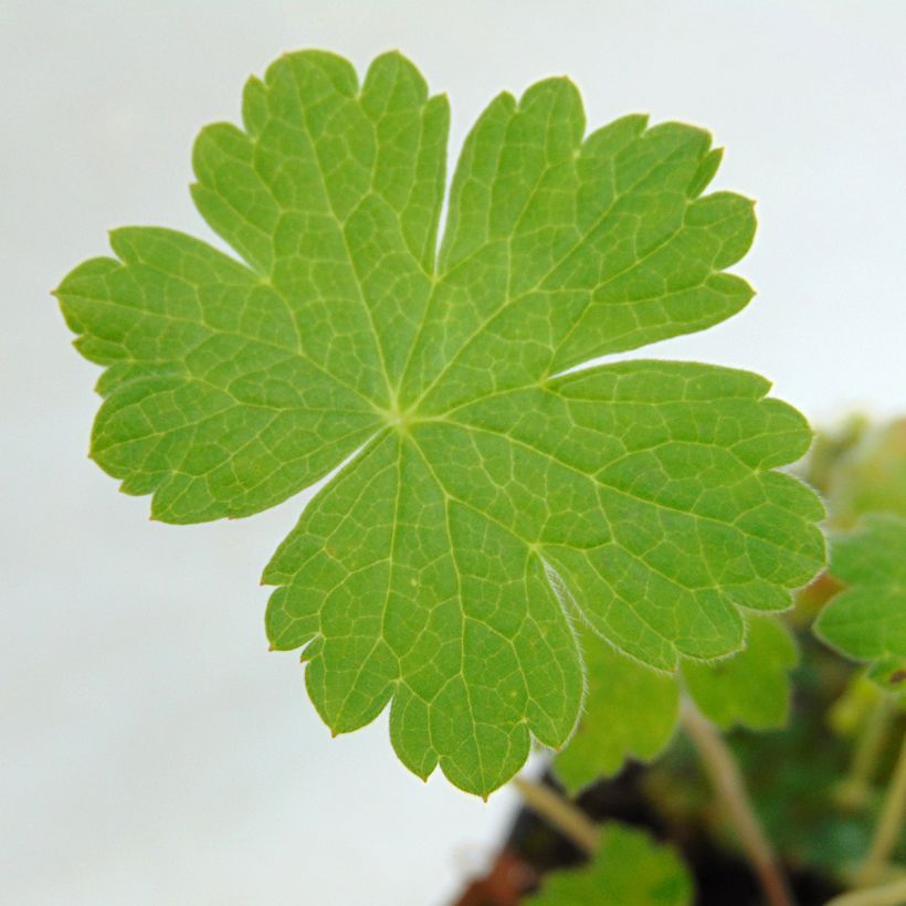 Storchschnabel Sue Crûg - Geranium (Foliage)