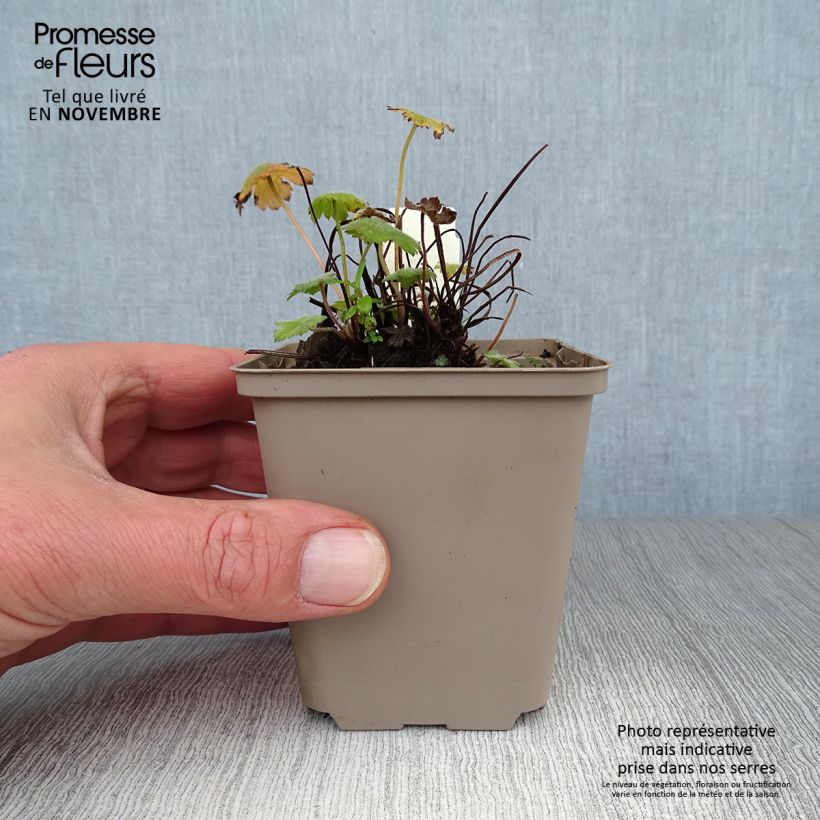 Example of Storchschnabel Sue Crûg - Geranium Kleine Töpfe von 8/9 cm as you get in automne