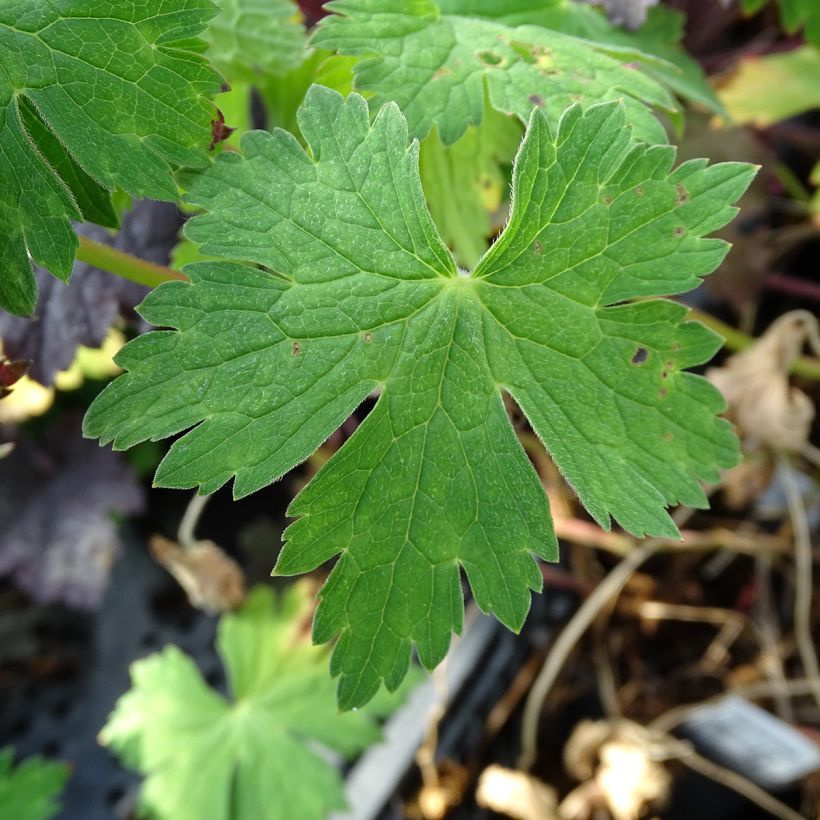Storchschnabel Sweet Heidi - Geranium (Foliage)