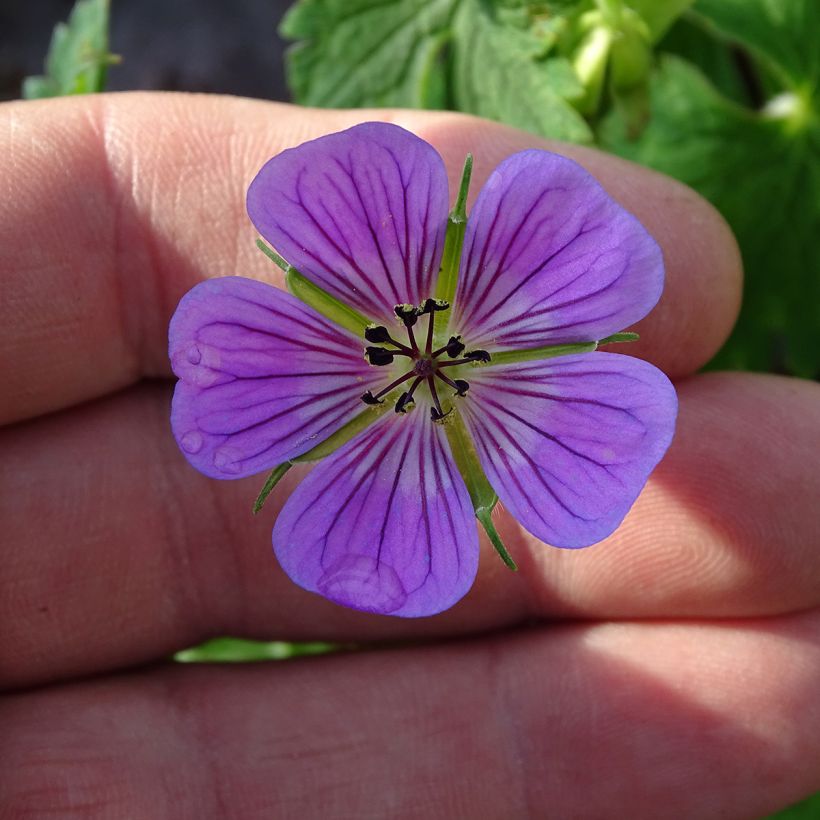 Storchschnabel Sweet Heidi - Geranium (Flowering)