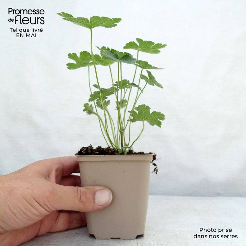 Exemplar von Storchschnabel Terre Franche - Geranium Kleine Töpfe von 8/9 cm wie im Frühjahr geliefert