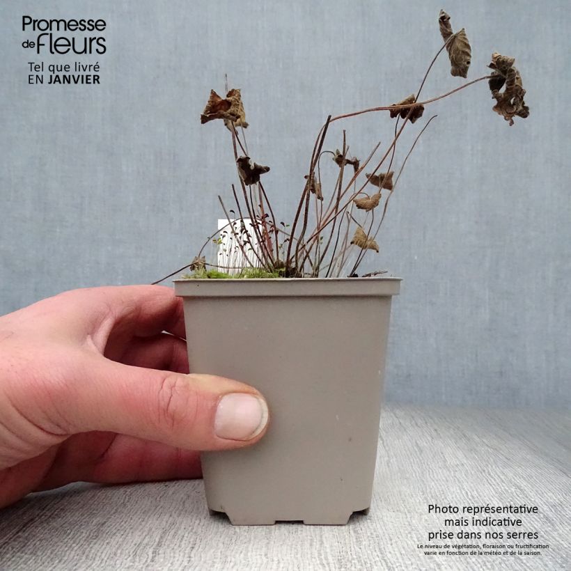 Exemplar von Storchschnabel Terre Franche - Geranium Kleine Töpfe von 8/9 cm wie im Winter geliefert