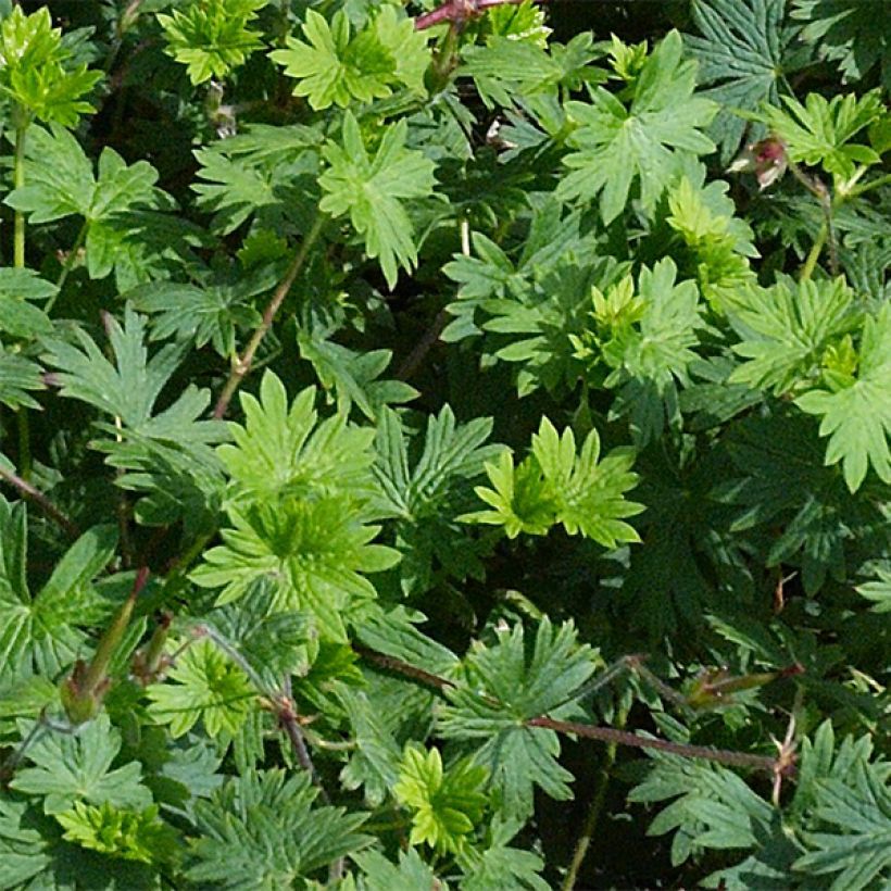 Storchschnabel Tiny Monster - Geranium (Foliage)