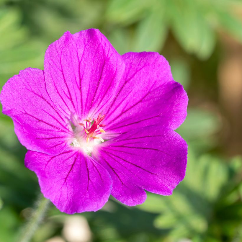 Storchschnabel Tiny Monster - Geranium (Flowering)