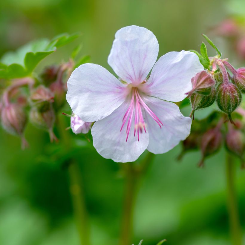 Geranium cantabrigiense Biokovo - Cambridge Storchschnabel (Flowering)