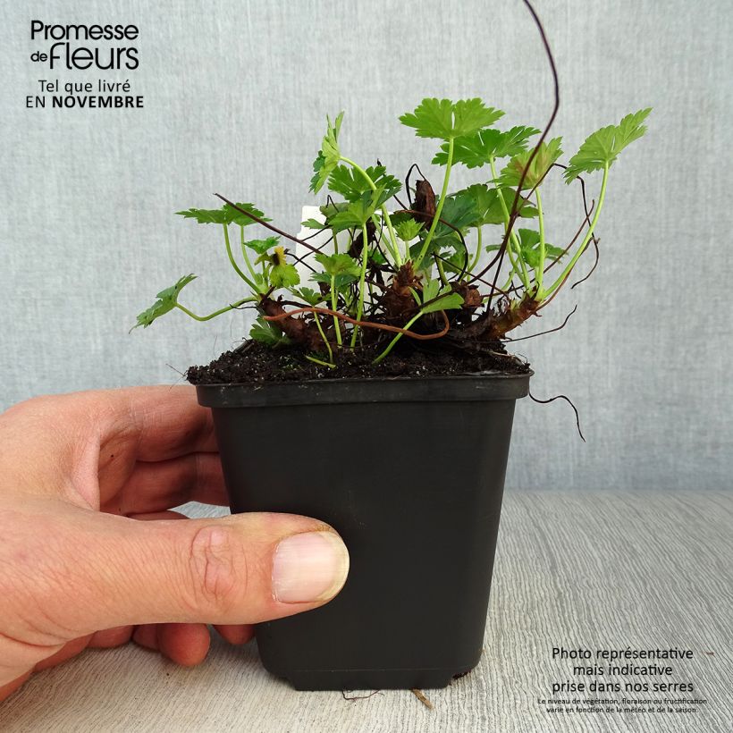 Example of Geranium cantabrigiense Biokovo - Cambridge Storchschnabel Kleine Töpfe von 8/9 cm as you get in automne