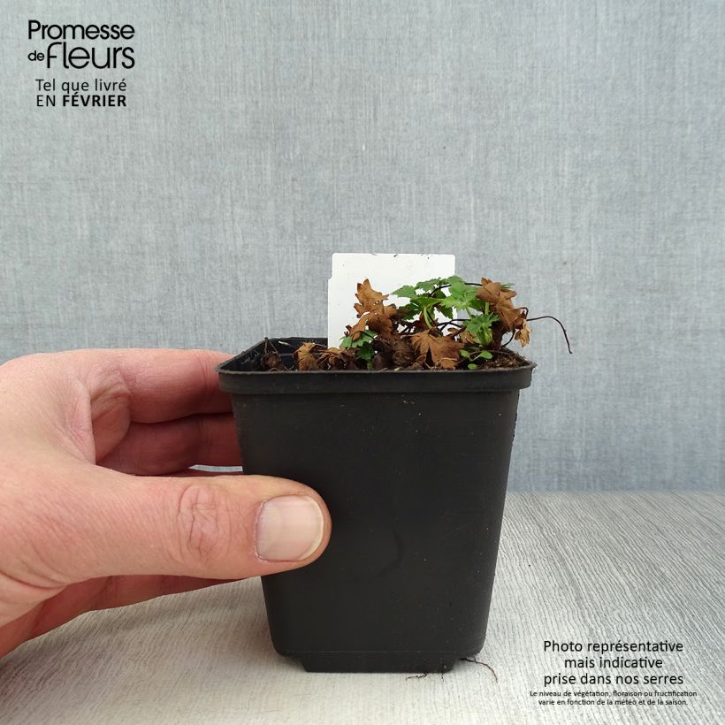 Exemplar von Geranium cantabrigiense Biokovo - Cambridge Storchschnabel Kleine Töpfe von 8/9 cm wie im Winter geliefert