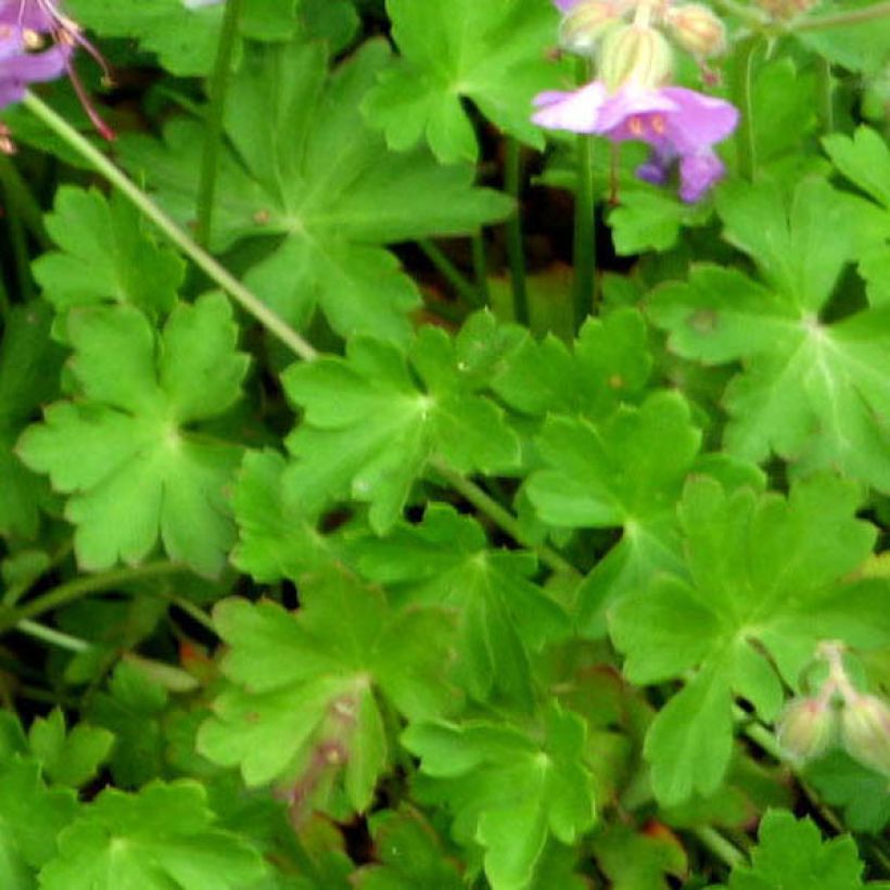 Geranium cantabrigiense Hanne - Cambridge Storchschnabel (Foliage)