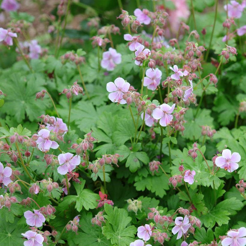 Geranium cantabrigiense Hanne - Cambridge Storchschnabel (Plant habit)