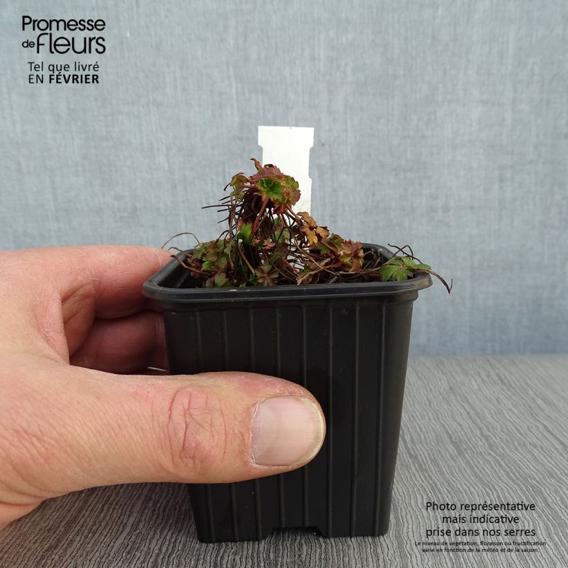 Exemplar von Geranium cantabrigiense Intense - Cambridge Storchschnabel Kleine Töpfe von 8/9 cm wie im Winter geliefert