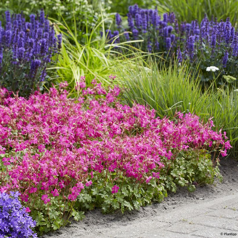 Geranium cantabrigiense Intense - Cambridge Storchschnabel (Plant habit)