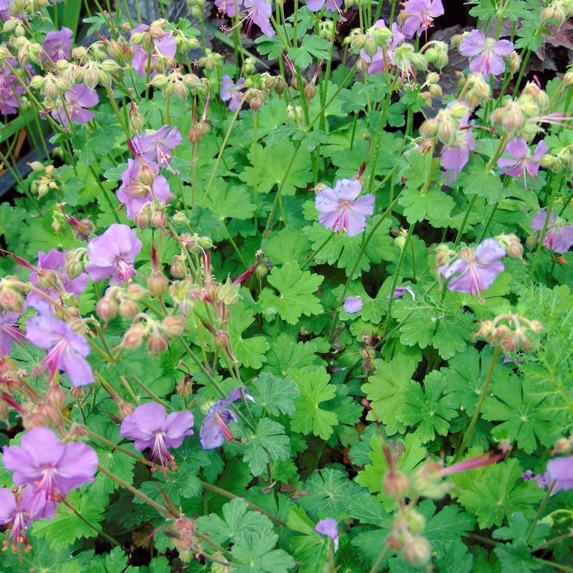 Geranium cantabrigiense Karmina - Cambridge Storchschnabel (Plant habit)