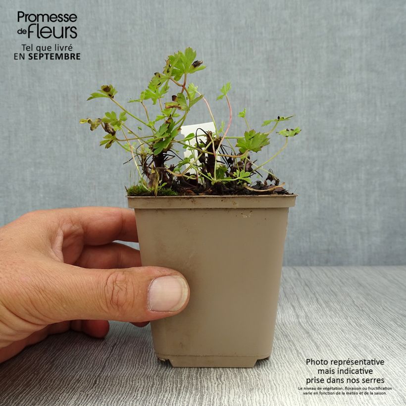 Example of Geranium cantabrigiense Westray - Cambridge Storchschnabel Kleine Töpfe von 8/9 cm as you get in automne
