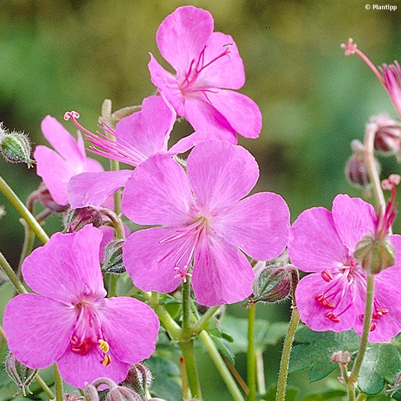 Geranium cantabrigiense Westray - Cambridge Storchschnabel (Flowering)
