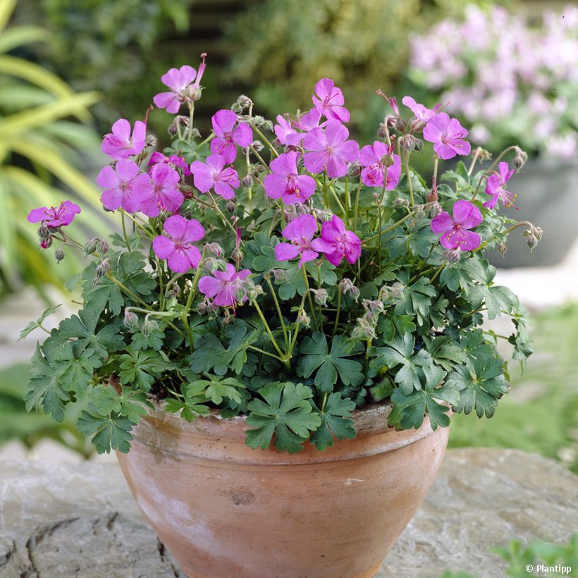 Geranium cantabrigiense Westray - Cambridge Storchschnabel (Plant habit)