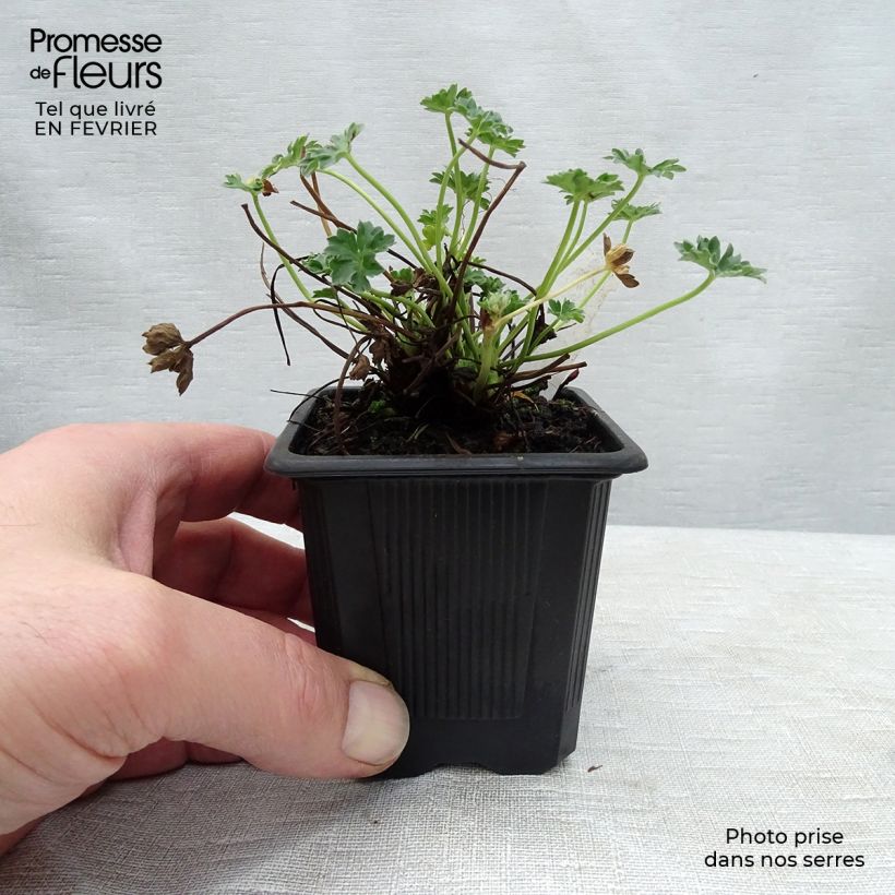 Exemplar von Geranium cinereum Ballerina - Aschgrauer Storchschnabel Kleine Töpfe von 8/9 cm wie im Winter geliefert