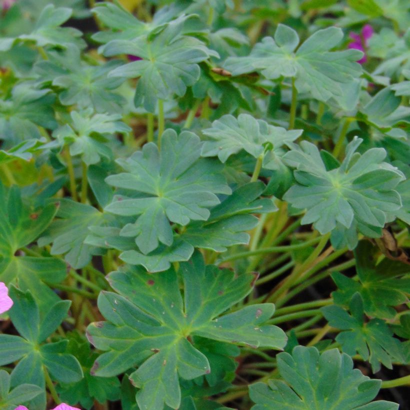 Geranium cinereum Jolly Jewel Hot Pink - Aschgrauer Storchschnabel (Foliage)