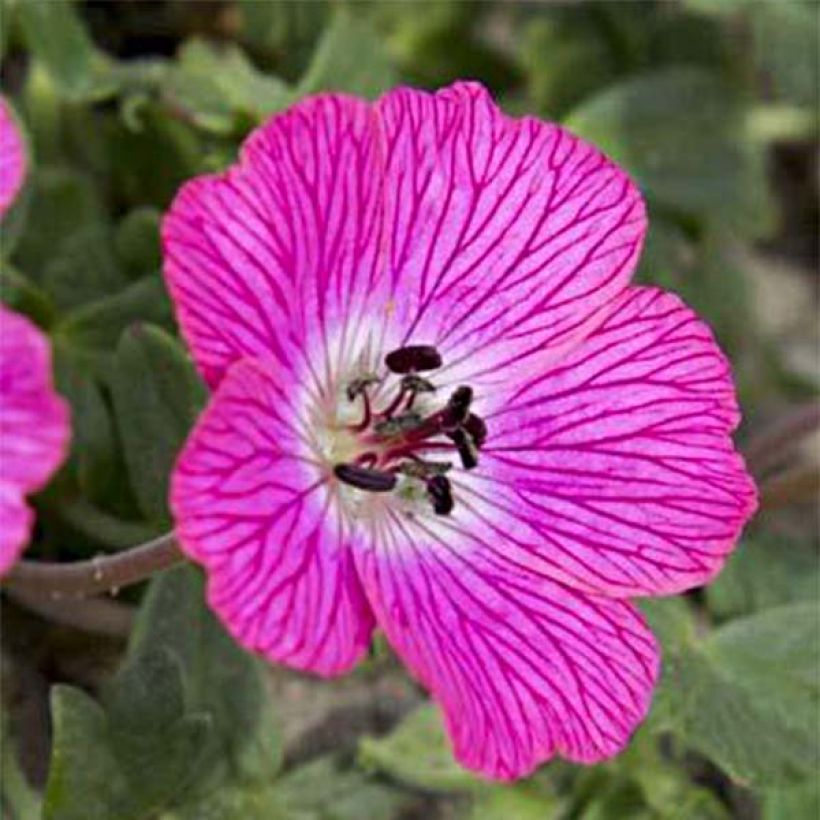Geranium cinereum Jolly Jewel Hot Pink - Aschgrauer Storchschnabel (Flowering)