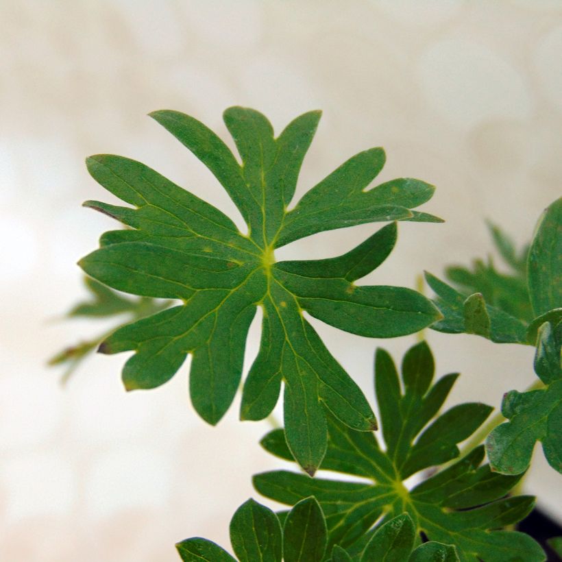 Geranium cinereum Jolly Jewel Night - Aschgrauer Storchschnabel (Foliage)