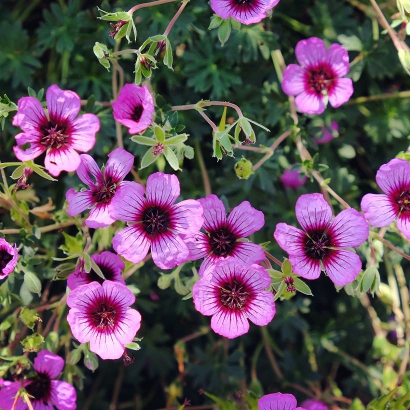 Geranium cinereum Jolly Jewel Night - Aschgrauer Storchschnabel (Flowering)