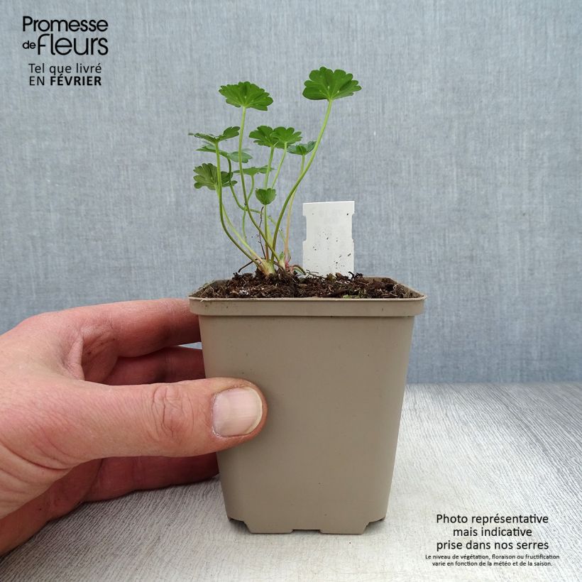 Exemplar von Geranium cinereum Jolly Jewel Red Improved - Aschgrauer Storchschnabel Kleine Töpfe von 8/9 cm wie im Winter geliefert