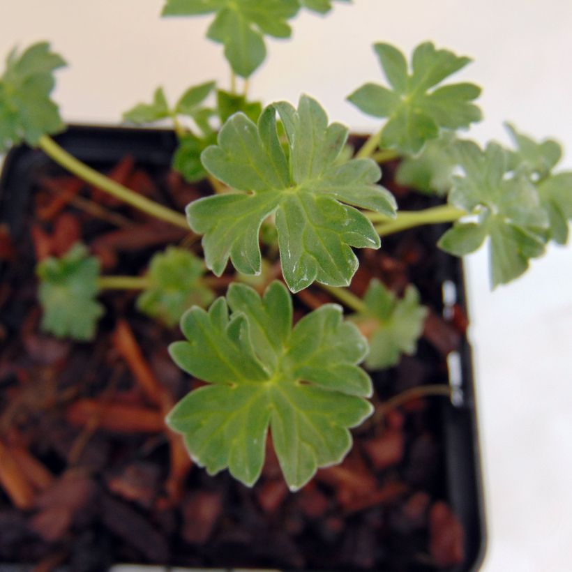 Geranium cinereum Jolly Jewel Salmon - Aschgrauer Storchschnabel (Foliage)