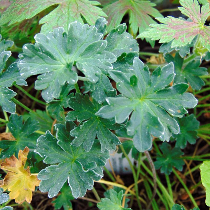 Geranium cinereum Laurence Flatman - Aschgrauer Storchschnabel (Foliage)