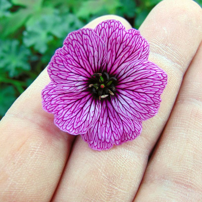 Geranium cinereum Laurence Flatman - Aschgrauer Storchschnabel (Flowering)