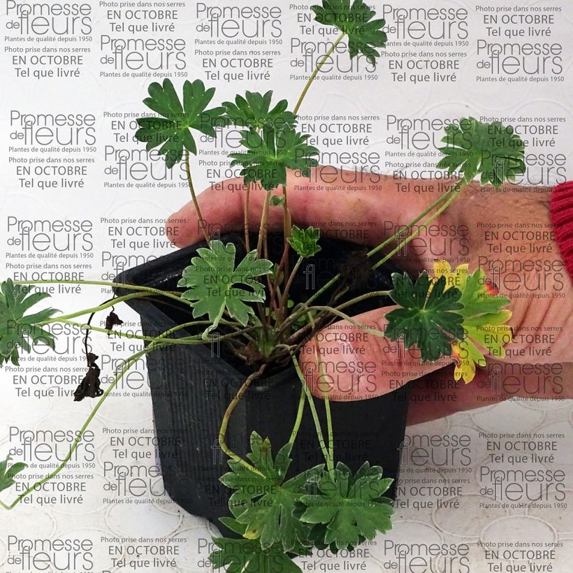 Example of Geranium cinereum Purple Pillow - Aschgrauer Storchschnabel Kleine Töpfe von 8/9 cm as you get