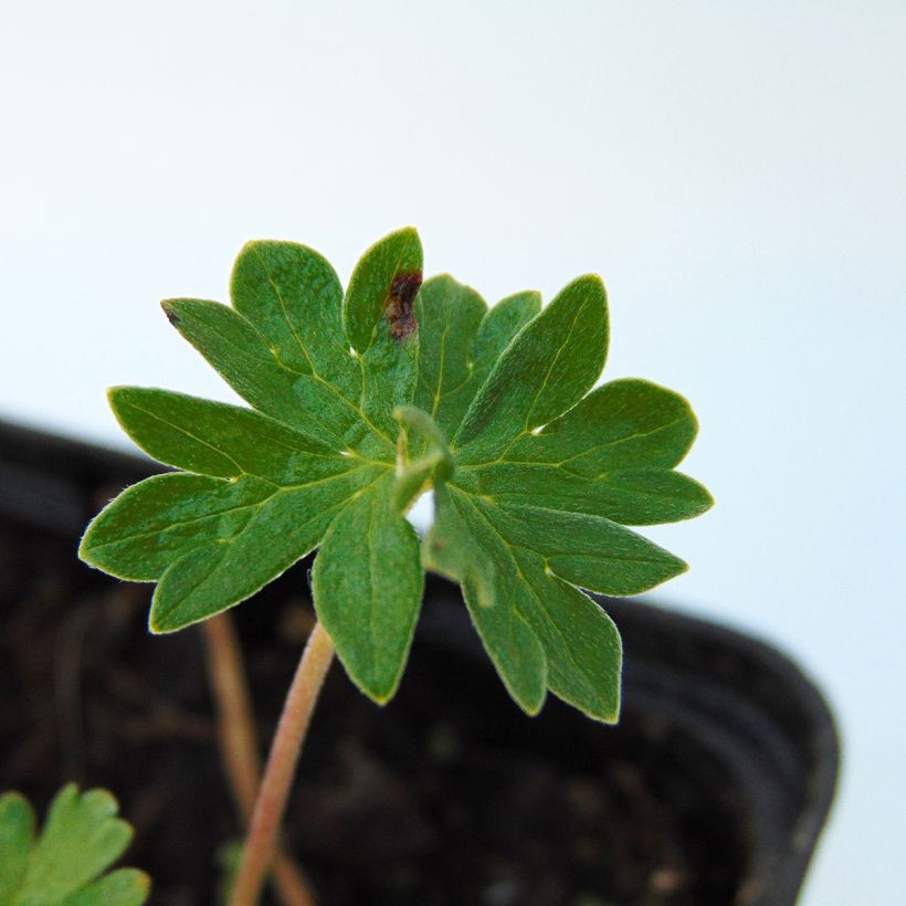Geranium cinereum v. subcaulescens - Aschgrauer Storchschnabel (Foliage)