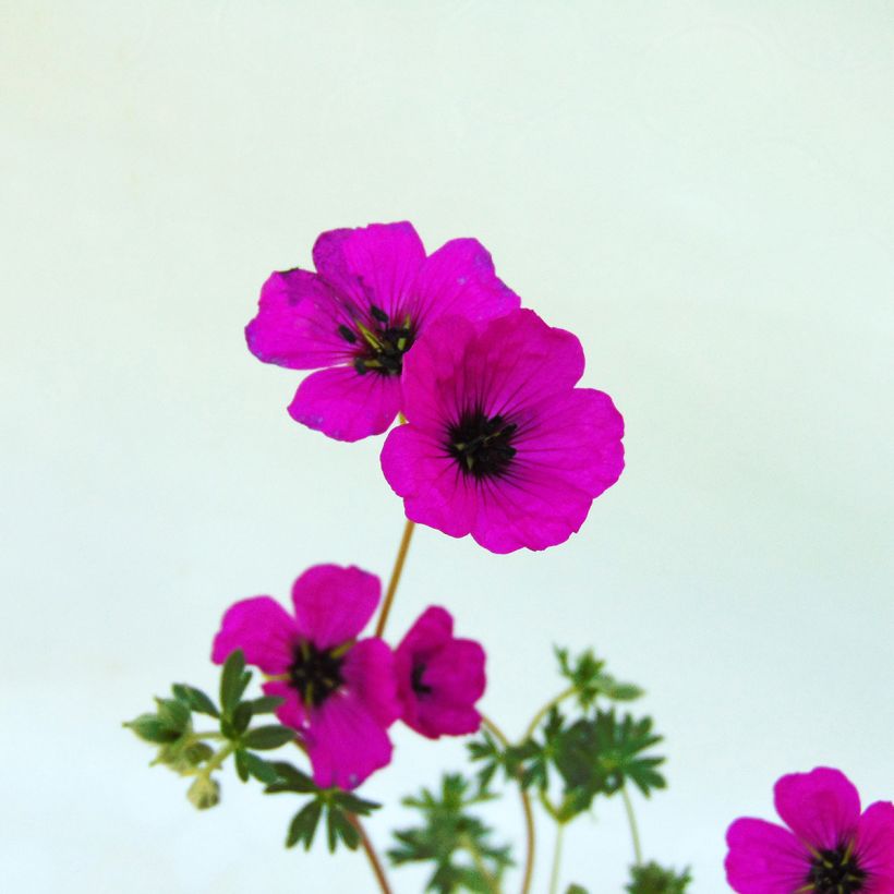 Geranium cinereum v. subcaulescens - Aschgrauer Storchschnabel (Flowering)