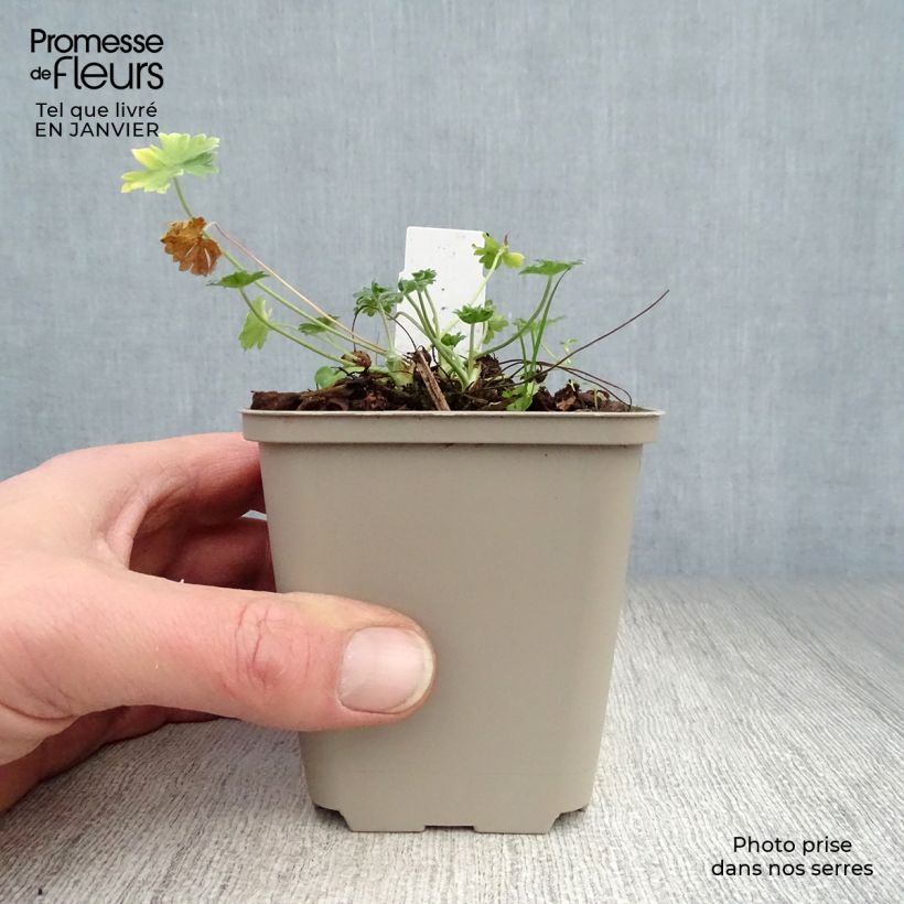 Exemplar von Geranium cinereum v. subcaulescens Giuseppii - Aschgrauer Storchschnabel Kleine Töpfe von 8/9 cm wie im Winter geliefert