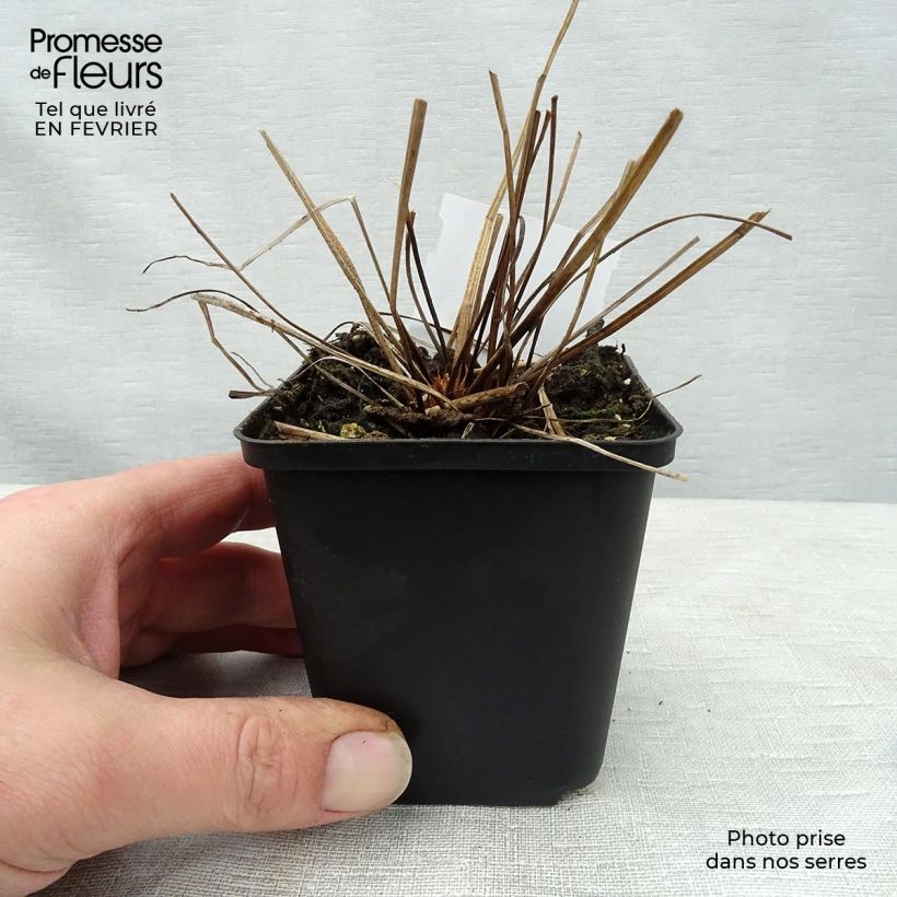 Exemplar von Geranium clarkei Kashmir Blue - Clarkes Storchschnabel Kleine Töpfe von 8/9 cm wie im Winter geliefert